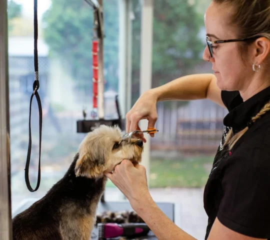 M & J Pet Grooming